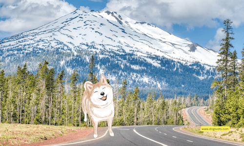 Dog-Friendly Vacation Destinations in Bend, Oregon
